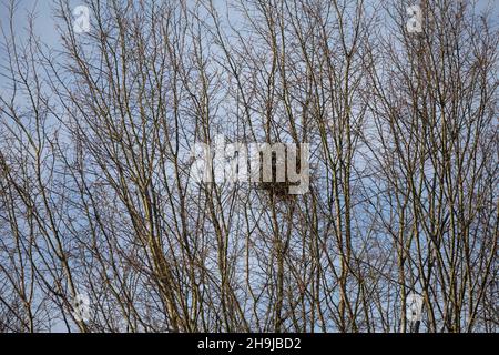 Elster, Nest, Elster-Nest, Elsternest, Pica Pica, Elster, Nest, Pie Bavarde Stockfoto