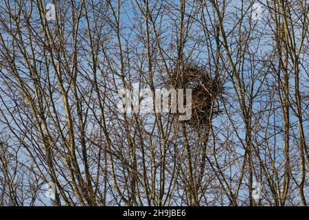 Elster, Nest, Elster-Nest, Elsternest, Pica Pica, Elster, Nest, Pie Bavarde Stockfoto