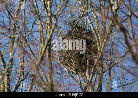 Elster, Nest, Elster-Nest, Elsternest, Pica Pica, Elster, Nest, Pie Bavarde Stockfoto