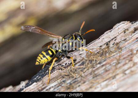 Gallische Feldjespe, Französische Feldjespe, Haus-Feldjespe, Hausfeldjespe, Feldjespe, Feldwespen, Polistes dominulus, Polistes dominula, Polistes gal Stockfoto