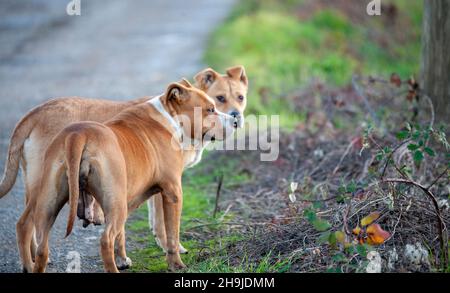 Weibliche Brown american staffordshire Terrier stehen in der Natur Stockfoto