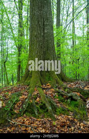 Grindstone Ford entlang des Natchez Trace Parkway, in der Nähe von Port Gibson, Mississippi, USA. Stockfoto