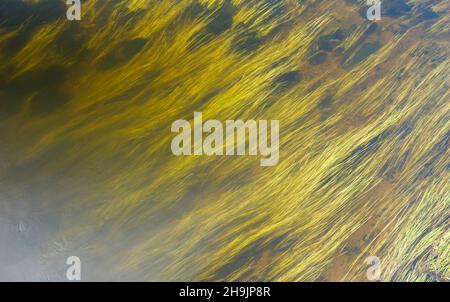 Unterwasser Wasserpflanzen wachsen auf Strom, Finnland Stockfoto