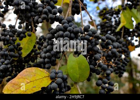 Eine Ansammlung von ornamentalen Winterbeeren Stockfoto