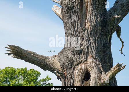 Blick auf tote Bäume im Richmond Park, London. Fotodatum: Donnerstag, 3. Mai 2018. Bildnachweis sollte lauten: Richard Gray/EMPICS Stockfoto