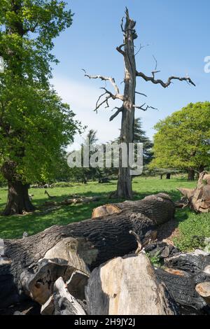 Blick auf tote Bäume im Richmond Park, London. Fotodatum: Donnerstag, 3. Mai 2018. Bildnachweis sollte lauten: Richard Gray/EMPICS Stockfoto