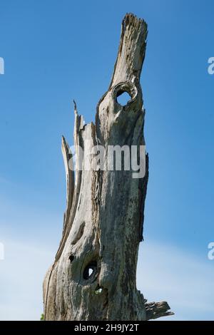 Blick auf tote Bäume im Richmond Park, London. Fotodatum: Donnerstag, 3. Mai 2018. Bildnachweis sollte lauten: Richard Gray/EMPICS Stockfoto