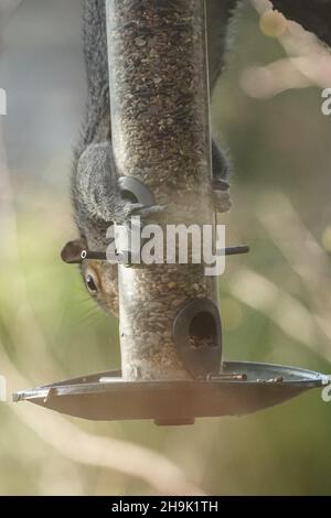 Ein Eichhörnchen, das sich auf einem Futterhäuschen in einem Garten im Vorort Londons ernährt. Fototermin: Dienstag, 11. Dezember 2018. Bildnachweis sollte lauten: Richard Gray/EMPICS Entertainment Stockfoto