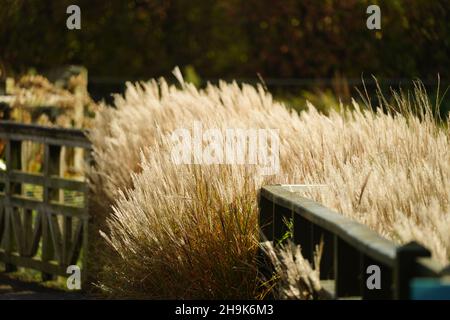 Langes Sumpfgras im London Wetland Centre in Barnes. Fototermin: Dienstag, 3. November 2020. Bildnachweis sollte lauten: Richard Gray/EMPICS Stockfoto