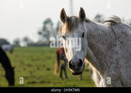 Weiß schönes Pferd Porträt auf grünem Hintergrund. Stockfoto