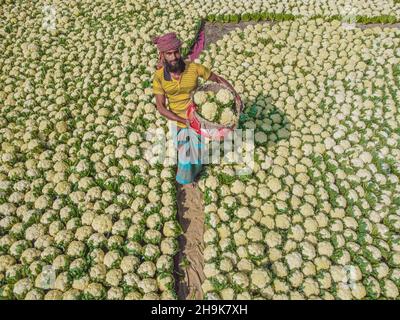 Bogura, Rajshahi, Bangladesch. 7th Dez 2021. Die Bauern verkaufen Blumenkohl auf dem größten Gemüsemarkt in Bogura, Bangladesch. Lokale Bauern bringen Gemüse auf diesen Großhandelsmarkt, wo sie von Händlern gekauft werden, die dann die Lebensmittel verkaufen. Blumenkohl, der auf diesem Markt für nur 3 Pence verkauft wird, ist schwierig anzubauen, da es sich um ein zartes Gemüse handelt, das eine gute Pflege benötigt. (Bild: © Mustasinur Rahman Alvi/ZUMA Press Wire) Stockfoto