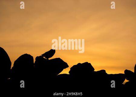 Kleine Eule (Athene noctua), Erwachsene, die auf einer Steinmauer thront, bei Sonnenuntergang silhouettiert, Cumbria, England, November, Kontrollierte Bedingungen Stockfoto