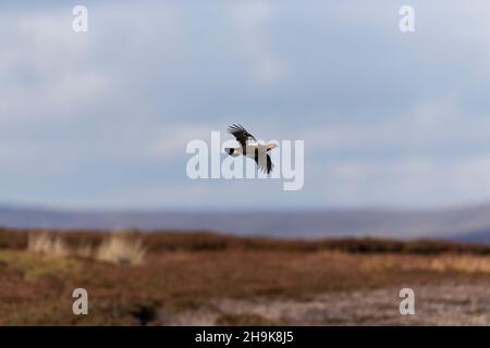 Birkhuhn (Lagopus lagopus scoticus) erwachsenes Männchen, das über Moorland fliegt, Yorkshire, England, Oktober Stockfoto