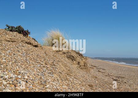 Meereskale (Crambe maritima) und Marram Grass (Ammophila arenaria) wachsen am Strand, mit Kiesflächen um sie herum, die zeigen, wie Pflanzenwurzeln die Erosion verlangsamen, Stockfoto