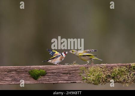 Europäischer Grünfink (Carduelis chloris) erwachsener Mann und Europäischer Goldfink (Carduelis carduelis) erwachsener, am Zaun kämpfender, Suffolk, England, Januar Stockfoto