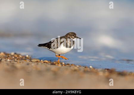 Ruddy Turnstone (Arenaria interpres) Wintergefieder Erwachsener, der am Ufer läuft, Norfolk, England, Dezember Stockfoto