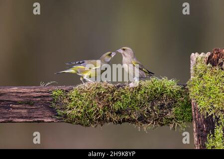 Europäischer Grünfink (Carduelis chloris), ausgewachsenes Paar, das auf moosbedecktem Zaun thront, Suffolk, England, Januar Stockfoto