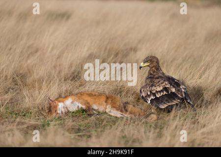 Steppenadler (Aquila nipalensis) Erwachsener im Grasland mit Rotfuchs (Vulpes vulpes) Beute, kontrollierte Bedingungen Stockfoto