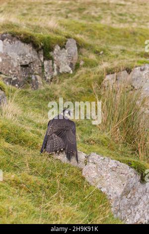 Wanderfalke (Falco peregrinus) unreif auf Felsen in Moorland, Cumbria, England, Oktober, kontrollierte Bedingungen Stockfoto