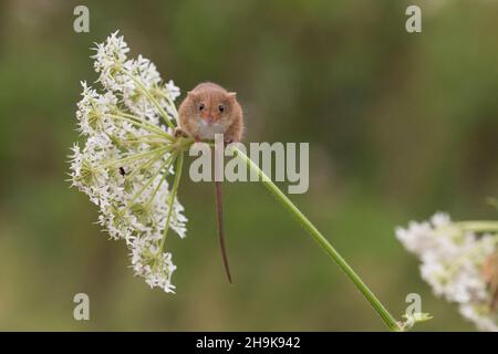 Ernte Maus (Micromys minutus) Erwachsener, der auf der aufrechten Hedge-Petersilie (Torilis japonica)-Blume steht, Suffolk, England, Oktober, kontrollierte Bedingungen Stockfoto