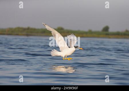 Pallas-Möwe (Ichthyaetus ichthyaetus) breediing Gefieder adult fliegend, kurz vor der Landung auf dem Wasser, Donaudelta, Rumänien, Juli Stockfoto