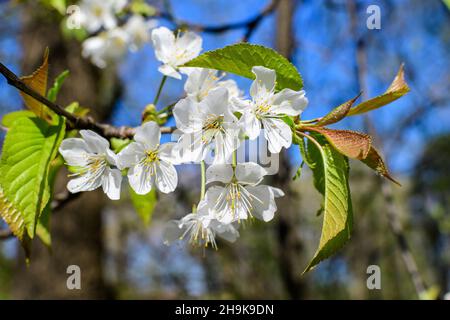 Großer Zweig mit weißen Kirschbaumblüten in voller Blüte und klarem blauen Himmel in einem Garten an einem sonnigen Frühlingstag, schöne japanische Kirschblüten Flo Stockfoto