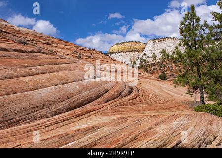Felsformationen mit rotem Sandstein im Zion National Park, Utah, USA Stockfoto