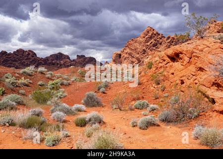 Felsformationen aus rotem Sandstein im Valley of Fire State Park in der Nähe von Overton, Clark County, Nevada, USA Stockfoto