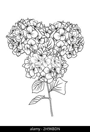 Konturzeichnung eines Hortensienzweiges. Vektor-isoliertes Clipart. Minimales monochromes, handgezeichnetes botanisches Design. Stock Vektor