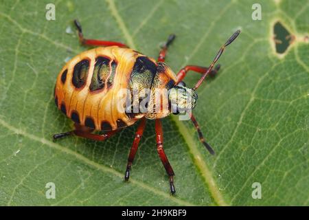 Bronzeschildbug-Nymphe (Troilus luridus), die auf Eichenblättern ruht. Tipperary, Irland Stockfoto