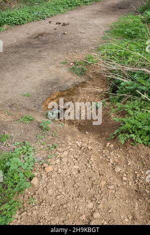 Schäden am Dachsbau, Bodenerosion aus einem Bau oder Loch am Rande eines Fußweges in Buckinghamshire, Großbritannien Stockfoto