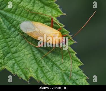 Adelphocoris seticornis, ein erwachsener Insekt aus Teneriffa, der auf einem Blatt thront. Tipperary, Irland Stockfoto