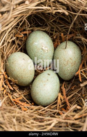 Vogelnest, Amsel-Eier, Eier, Amsel-Nest, klein, Grün, gesprenkelt, Punkte, Kupplung, Ei, Schnitt, singbird, echt, österreich, Amsel, Amseln Stockfoto