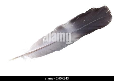 Frühling, weiß, Vogelfeder, grau, Hintergrund, Detail, nah, Nahaufnahme, vorne, Kiel, Federkiel, unten, oben, liegend, Haare, Details, Makro, Makroaufnahme, winzig, Stockfoto