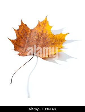 Ahorn, Blatt, Schatten, alt, Stiel, Stängel, weiß, Hintergrund, gefallen, liegend, Gelb, braun, verwelkt, einfach, eins, Allein, diagonal, schräg, Spitzen, korrupt Stockfoto