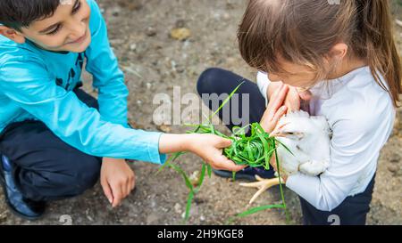 Bio Hühner auf einem Bauernhof eine Kinder. Natur. Stockfoto