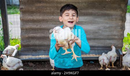 Bio Hühner auf einem Bauernhof eine Kinder. Natur. Stockfoto