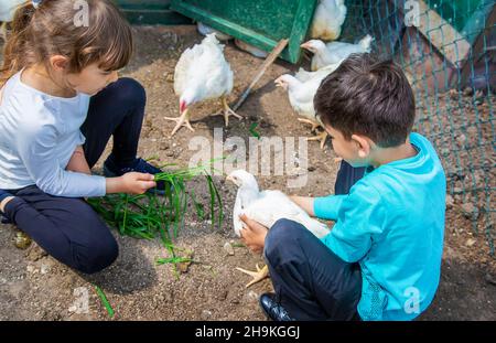 Bio Hühner auf einem Bauernhof eine Kinder. Natur. Stockfoto