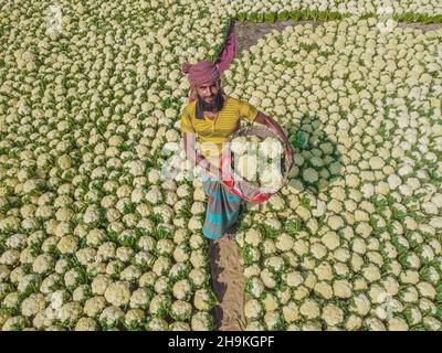 Bogura, Rajshahi, Bangladesch. 7th Dez 2021. Die Bauern verkaufen Blumenkohl auf dem größten Gemüsemarkt in Bogura, Bangladesch. Lokale Bauern bringen Gemüse auf diesen Großhandelsmarkt, wo sie von Händlern gekauft werden, die dann die Lebensmittel verkaufen. Blumenkohl, der auf diesem Markt für nur 3 Pence verkauft wird, ist schwierig anzubauen, da es sich um ein zartes Gemüse handelt, das eine gute Pflege benötigt. (Bild: © Mustasinur Rahman Alvi/ZUMA Press Wire) Stockfoto