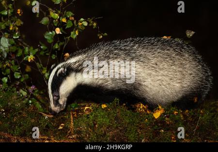 Dachs, Wissenschaftlicher Name: Meles Meles. Wilder, eurasischer Dachs auf der Nahrungssuche in einer nassen, regnerischen Herbstnacht und schnüffelt an einem Pilz. Nach links zeigen. Schließen Sie U Stockfoto