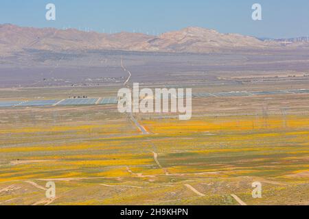 Wilde Blumen - Mohnblüte im Antelope Valley, Kalifornien Stockfoto
