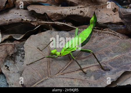 Malayische Jungle-Nymphe. Stockfoto