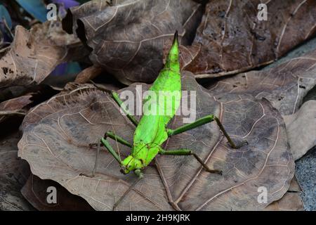 Malayische Jungle-Nymphe. Stockfoto