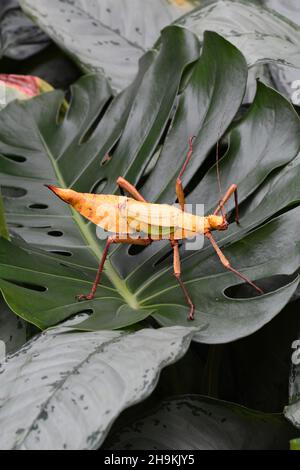 Gelbe malaysische Dschungelnymphe. Stockfoto