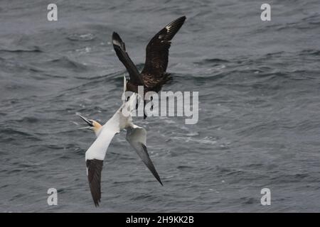 Große skua Pirat andere Seevögel, um sie zu ermutigen, ihren Fang zu entschlucken, hier, indem sie ein Tölpel Schwanzfedern, erfolglos bei dieser Gelegenheit greifen. Stockfoto