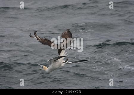 Große skua Pirat andere Seevögel, um sie zu ermutigen, ihren Fang zu entschlucken, hier, indem sie ein Tölpel Schwanzfedern, erfolglos bei dieser Gelegenheit greifen. Stockfoto