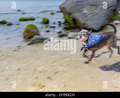 Lustig aussehender Hund, der mit einem Bandana am Strand läuft Stockfoto