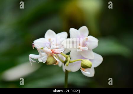 Eine Orchideenmantis versteckt sich in einer Orchidee und versteckt sich vor ihrer Beute. Stockfoto