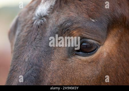 Auge eines Pferdes Stockfoto