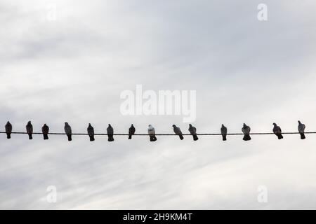 Vögel auf Stromleitungen Stockfoto